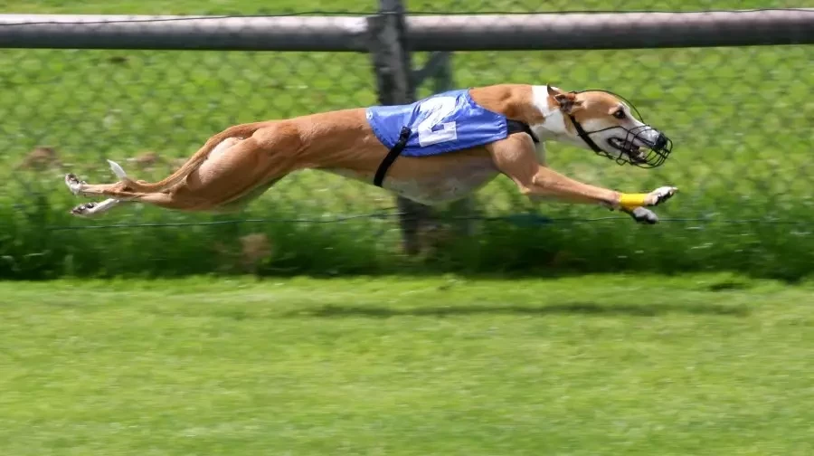 O que é a corrida de galgos e como apostar